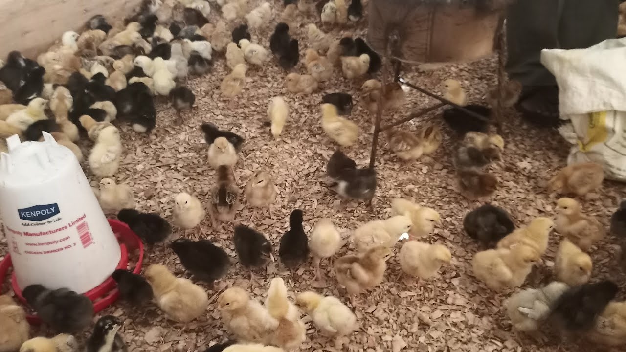 Vaccinating chicks for the first time _gumboro vaccine in drinking water