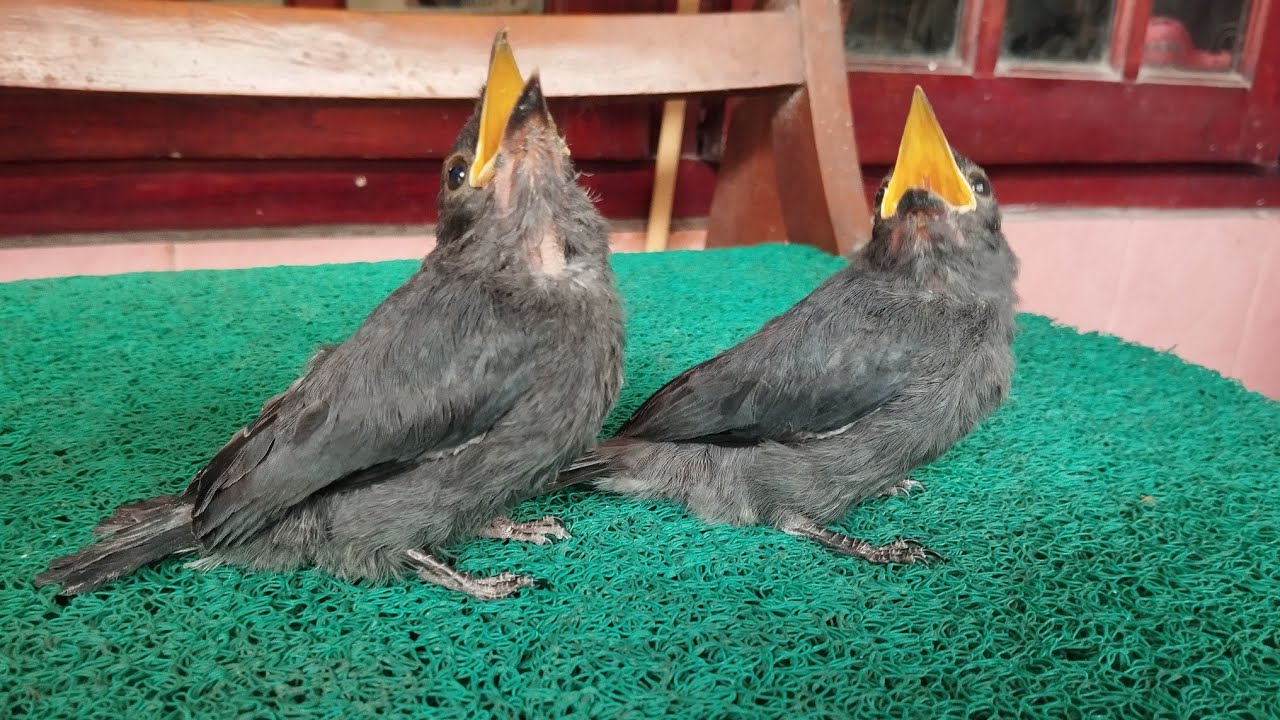 Cara yg paling Tepat membedakan Srigunting Abu abu jantan dan betina