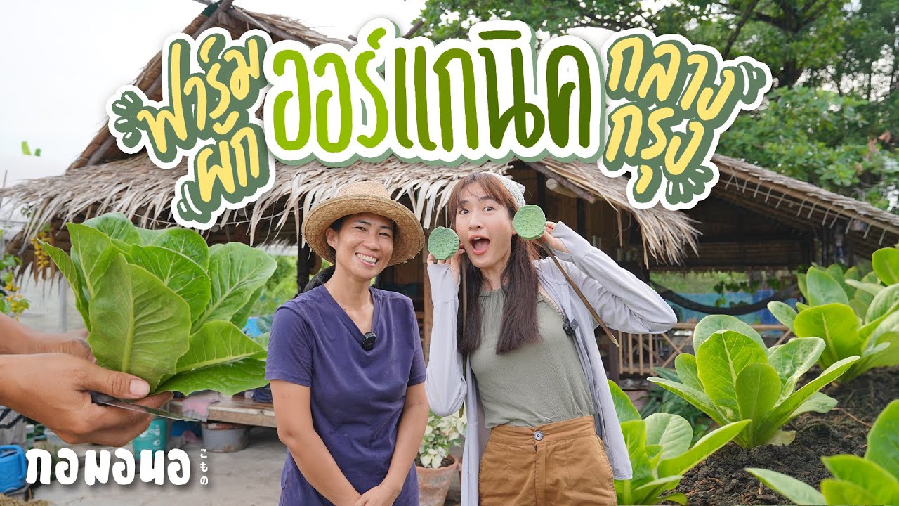 เรียนปลูกผักออร์แกนิคกลางกรุง ณ ทุ่งบางเขน | กอมอนอ