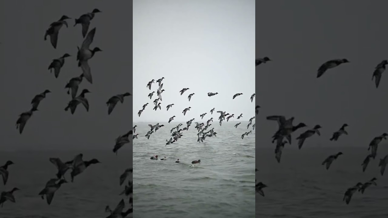 Duck Hunting Sounds #hunting #duckcalling #duck #duckhunters #waterfowl #duckhunt #outdoors