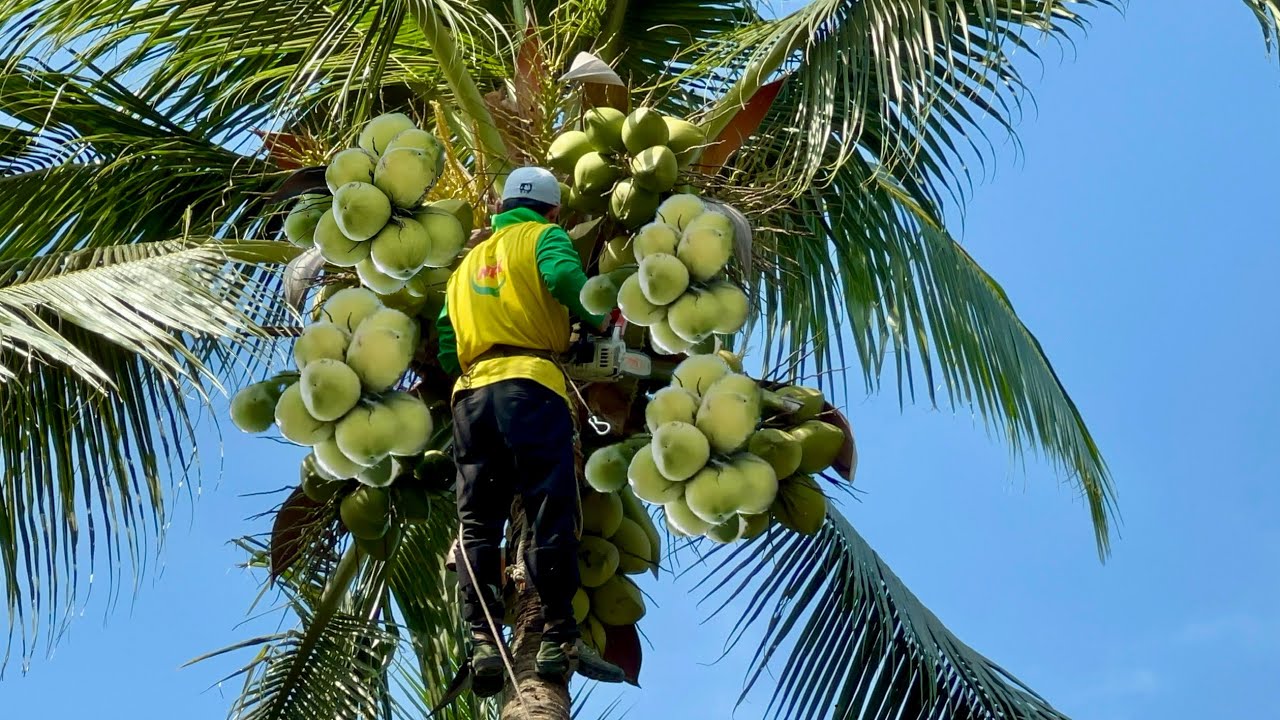 Saw 2 super tall 50-year-old coconut trees