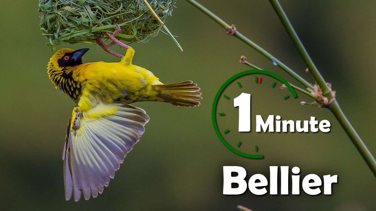 Une minute pour un oiseau : Oiseau Bellier (tisserin gendarme) - Yabalex