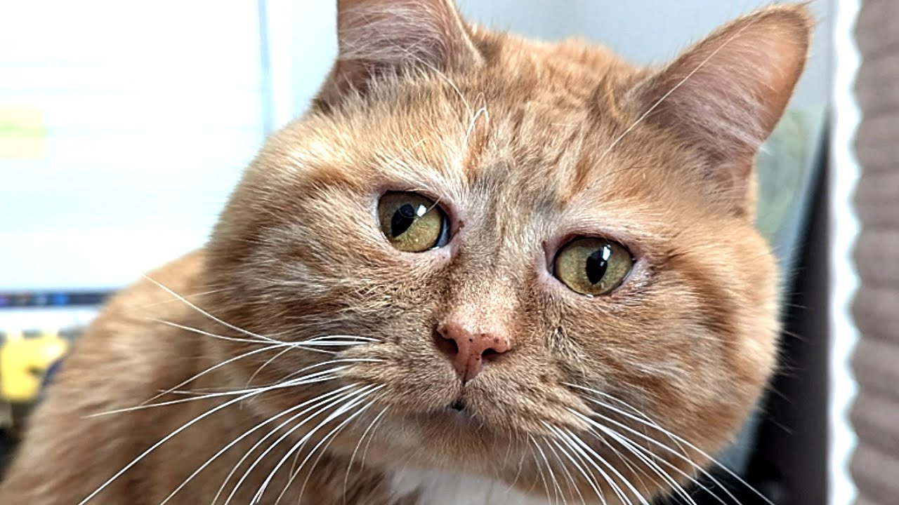 Vet didn't think this cat would live. 5 years later he's thriving