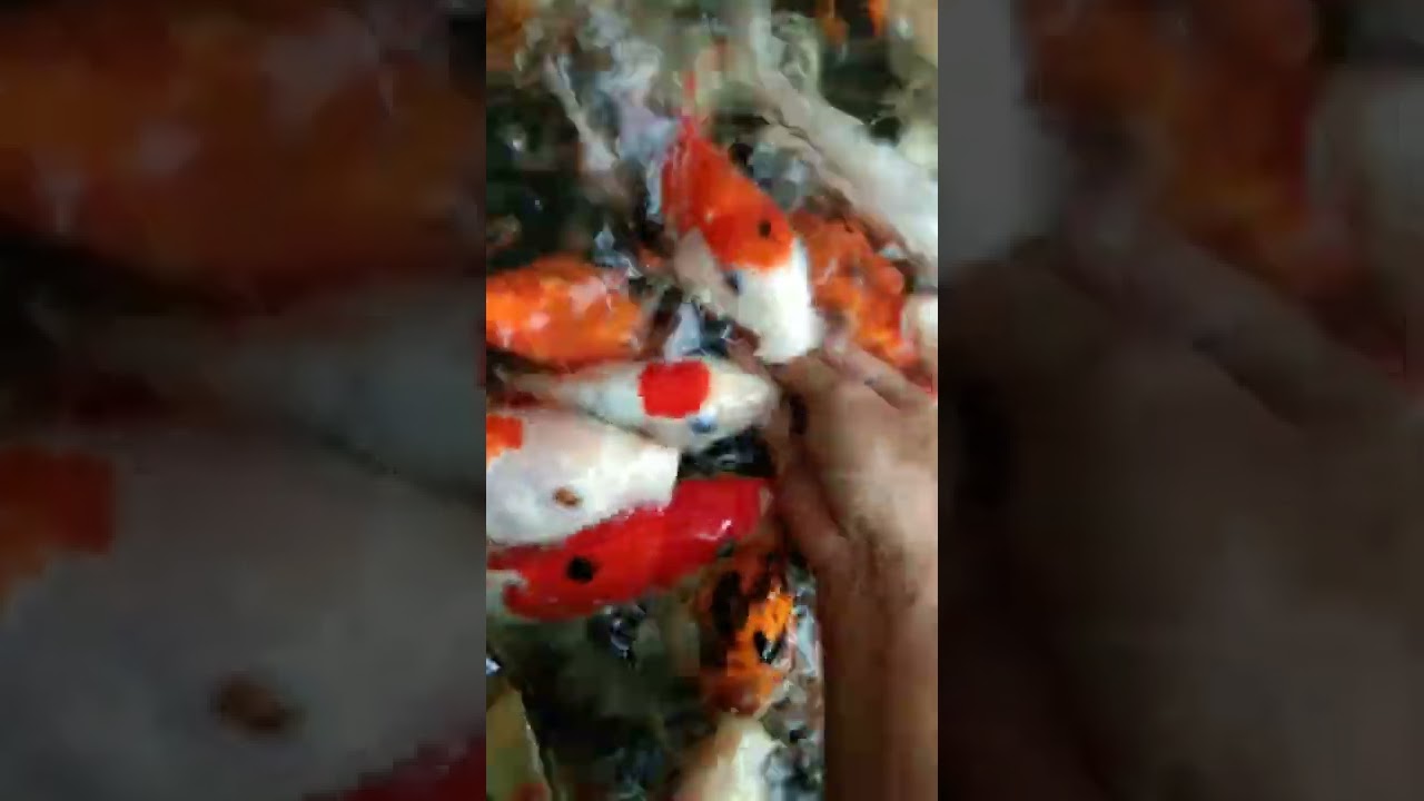 Koi sehat pemilik kuat