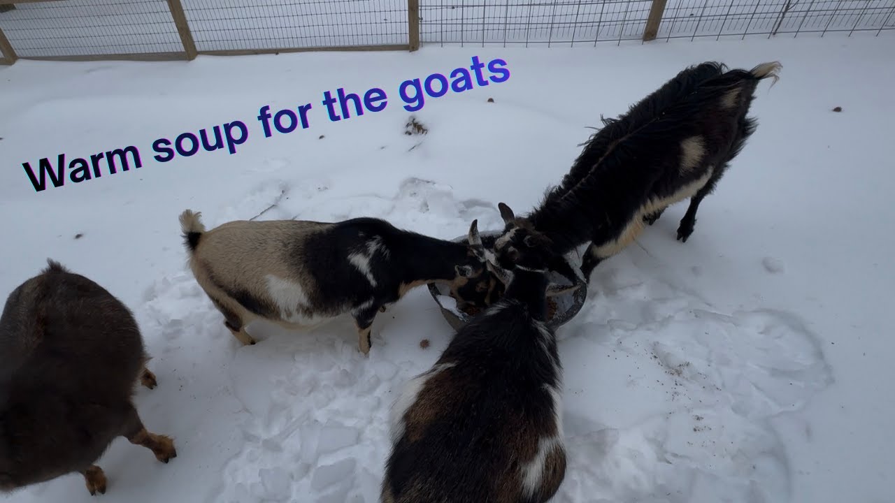 Let's make soup for the goats  🐐❤️