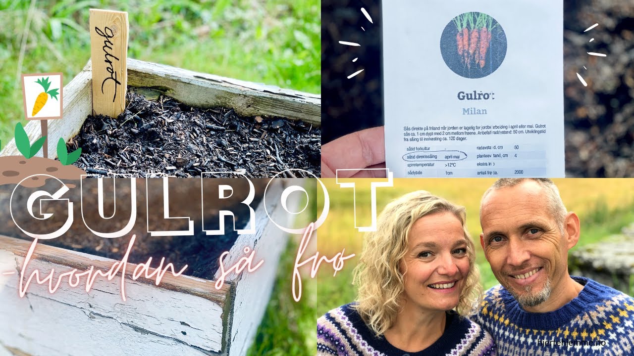 HVORDAN SÅ GULROT 🥕 Hvordan så frø og dyrke gulrøtter i pallekarm