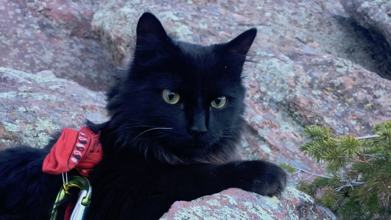 Tenzin, the Rock Climbing Adventure Cat