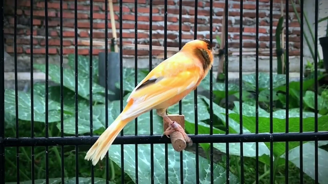 The Enchanting Song Of The Belgian Canary‼️ Make Your Canary Sing Quickly🐦
