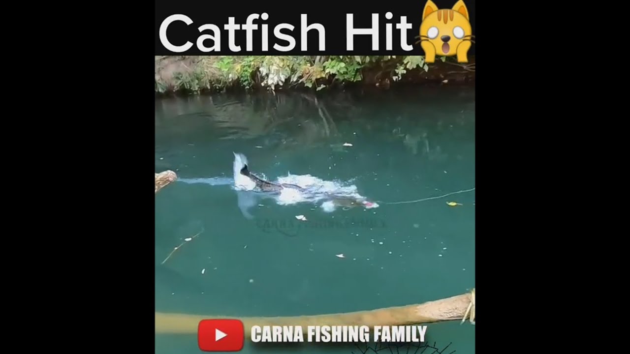 Catfish Hit Topwater 🎣 