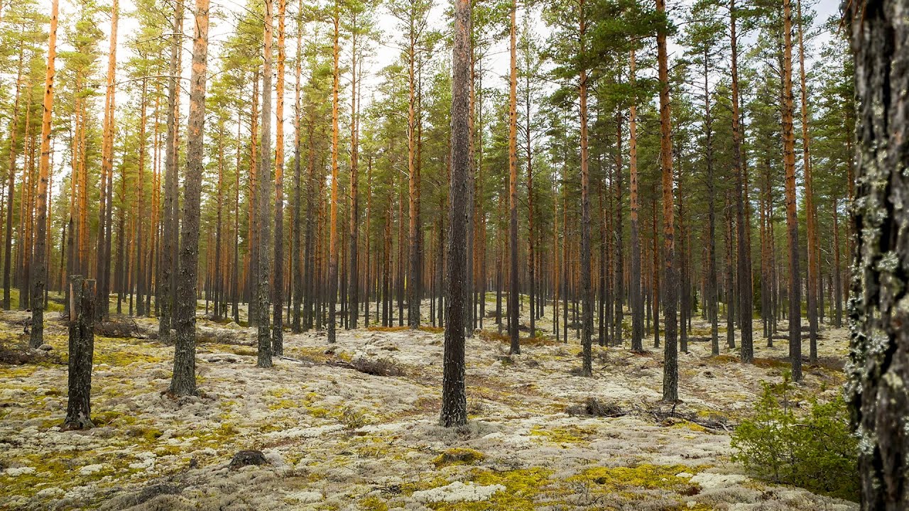 HOW RUNNING IN THE FOREST CAN IMPROVE YOUR IMMUNE SYSTEM