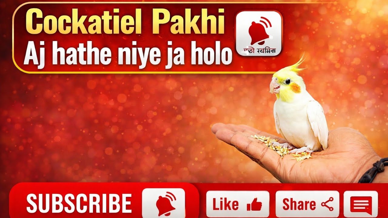 Cockatiel Pakhi hathe niye Aj ja holo,🤔,??Setha deckthe hole video ta dekho🐦🐦🐦