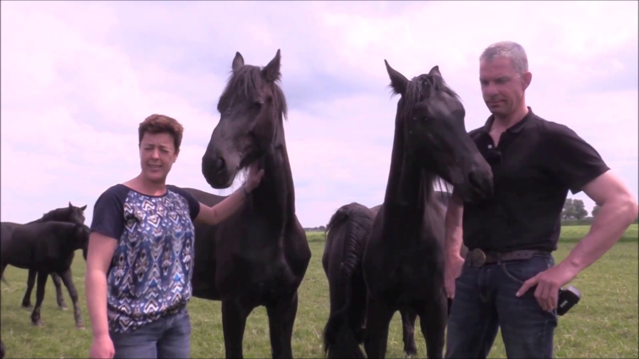 opfok friese paarden
