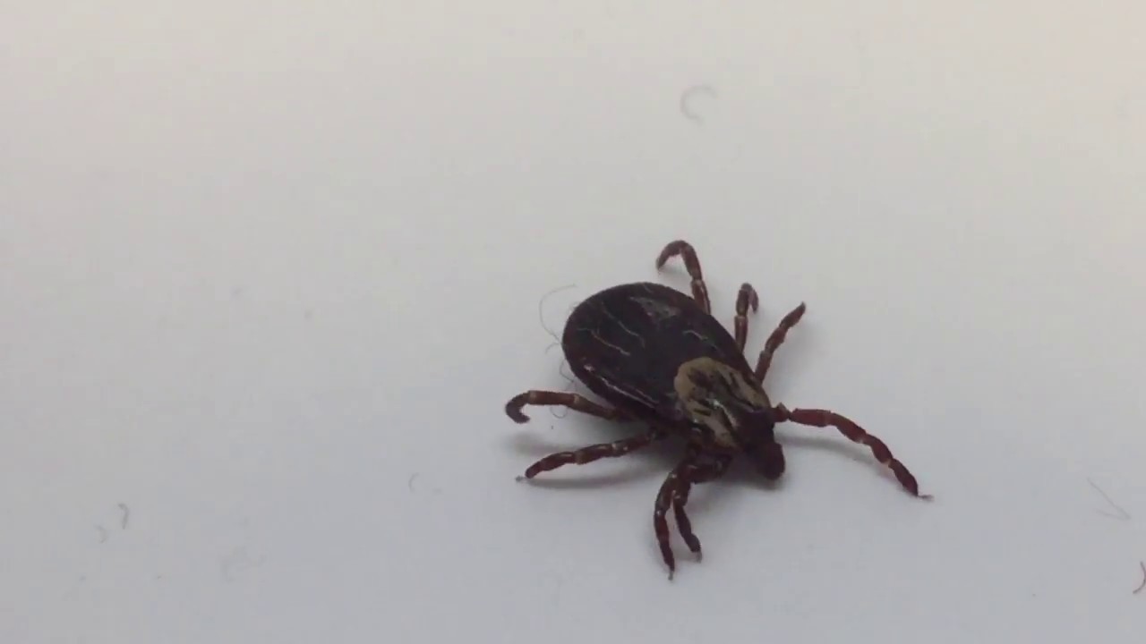 Tick Flicks &ndash; Female Dog Tick