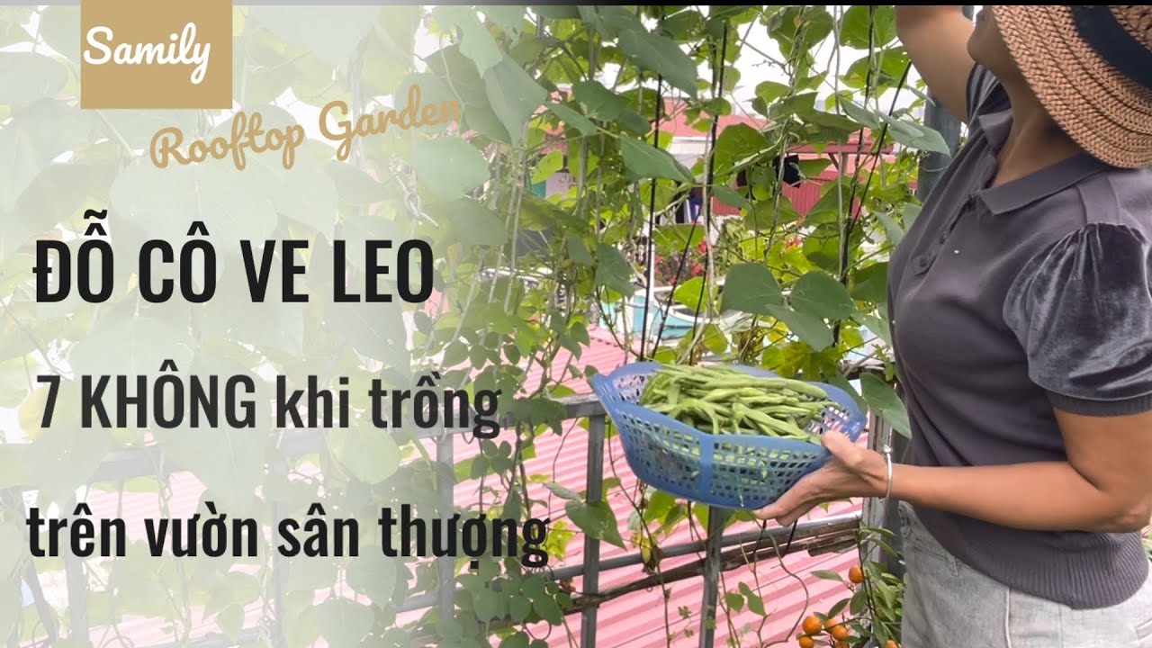 055 ĐẬU CÔ VE LEO, 7 ĐIỀU KHÔNG LÀM với cây đậu và thùng đất khi trồng trên vườn sân thượng @Samily