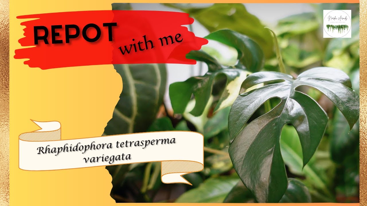 Rhaphidophora tetrasperma variegata needs a repot | Repot With Me