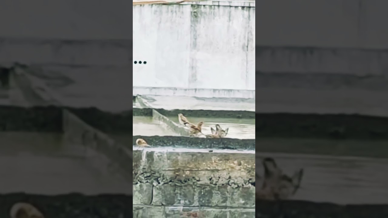 Birds bath♥