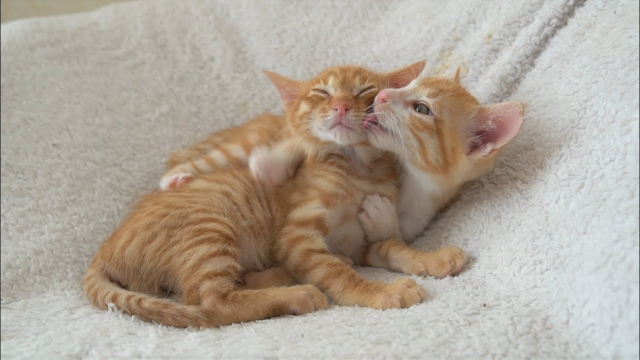 かまってほしくて寝ている兄弟を無理やり起こそうとする子猫 & お気に入りの布団を洗われてしまったこたつの妖精