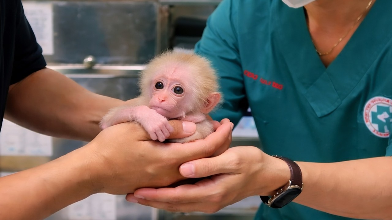 OMG! What will happen to the poor newborn monkey ?