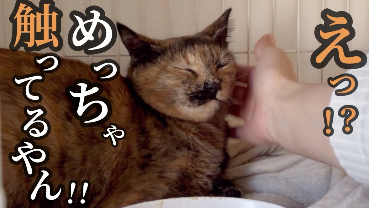 【神回】ズーちゃんがついに触らせてくれました！！