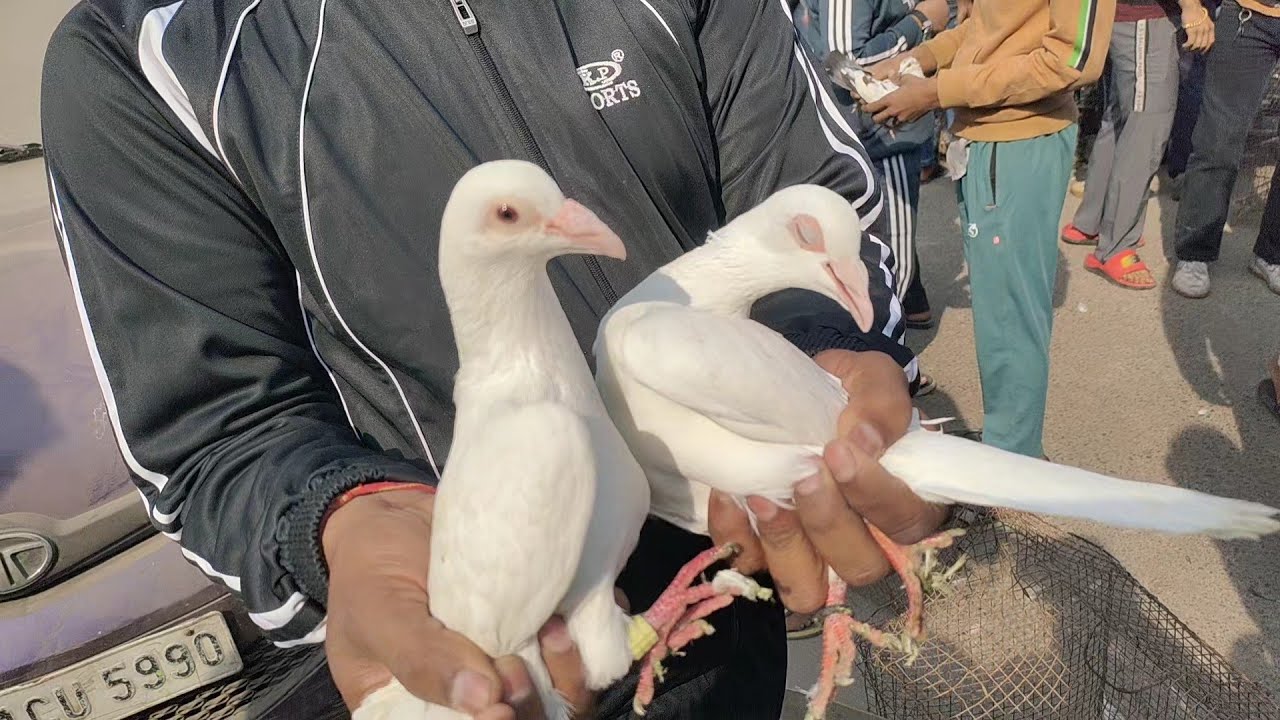 Welcome chowk kabutar market Delhi Pigeon Market gole kabootar madrasi kabli fancy Pigeon @mrzamirx