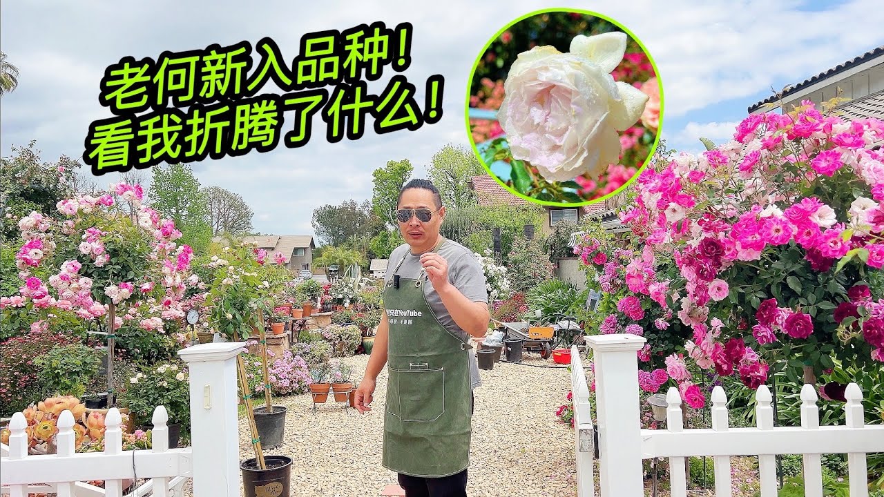 园艺篇392 看看这几天老何新入品种以及我折腾了什么！