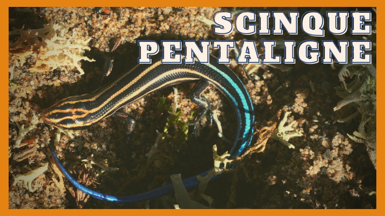 Le scinque pentaligne - Five-lined Skink