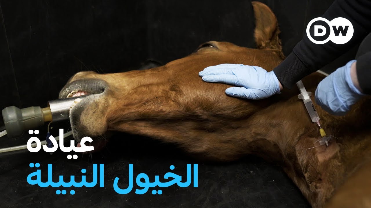 وثائقي | عيادة فاخرة للخيول النبيلة باهظة الثمن | وثائقية دي دبليو