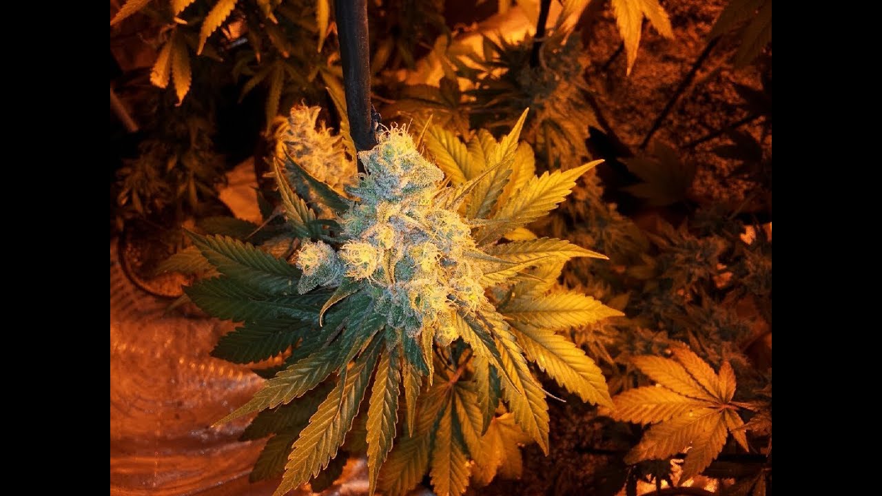 attitude seed bank order  - full grow from start to finish tahoe og,gdp,candyland and frebbies