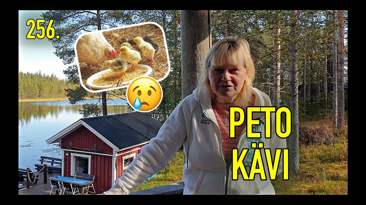 PETO KÄVI @korpitalo  #kanala #tiput #kalastus #kasvimaa  #omavaraisuus #kuusamo #koillismaa