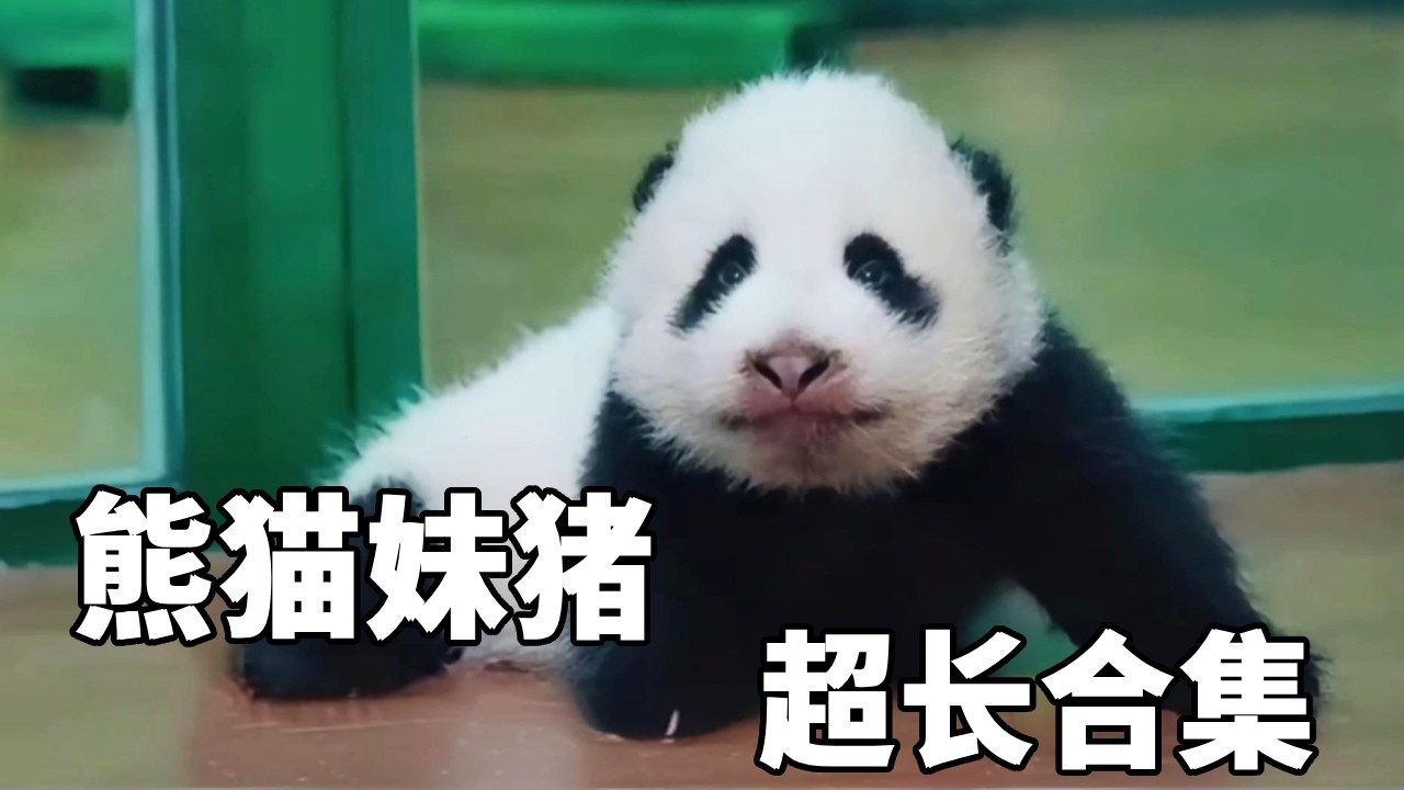 大熊猫妹猪的超长合集，谁能拒绝一只会“炸毛”的妹猪？从糯米团子到大美女，这一路的可爱我先干为敬！【你好大熊猫】