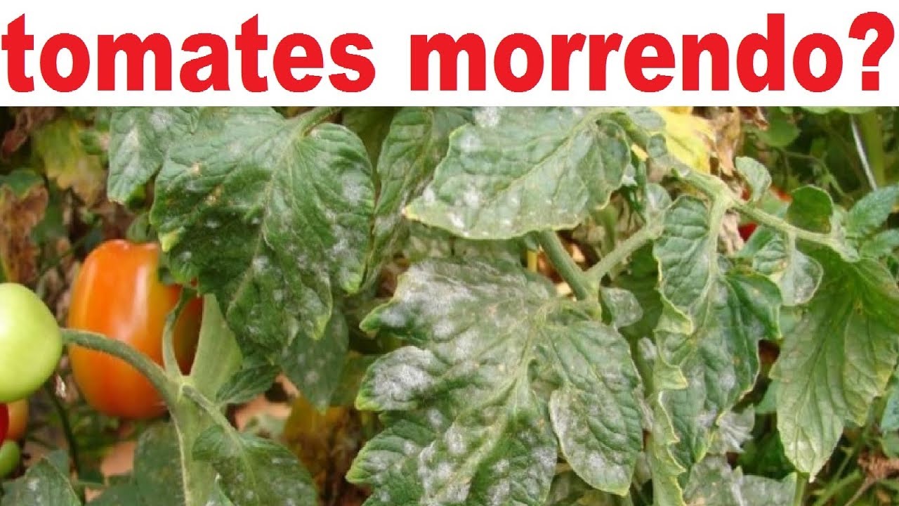 SEUS TOMATES ESTÃO MORRENDO ?  Assista antes que seja tarde!