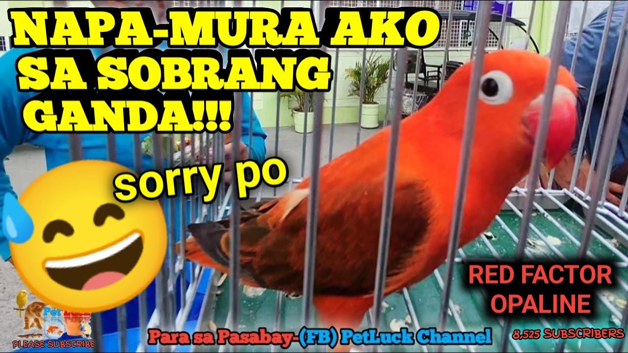 RED FACTOR OPALINE NI SIR. MARVIN SA OBANDO PET MARKET GRABE SA GANDA