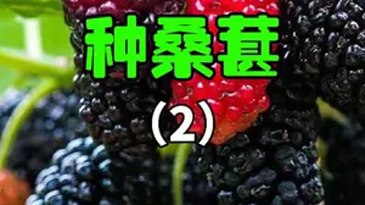 半年前网友让我种的桑葚，终于长成大树啦！种桑葚 转转app 阳台盆栽 种水果 种植的乐趣