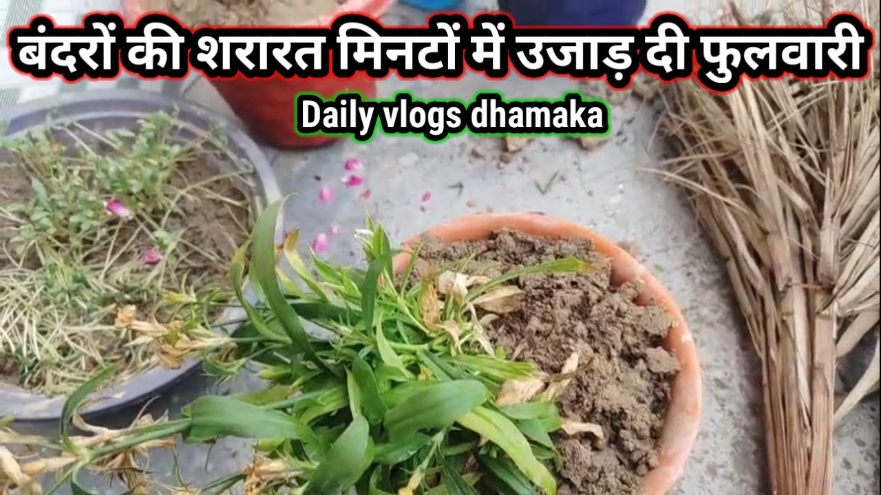 🐒 Monkeys vs Meri Garden || Aaj Kya Kya Ujad Gaya || #dailyvlog #familyvlog #vlog #minivlog 