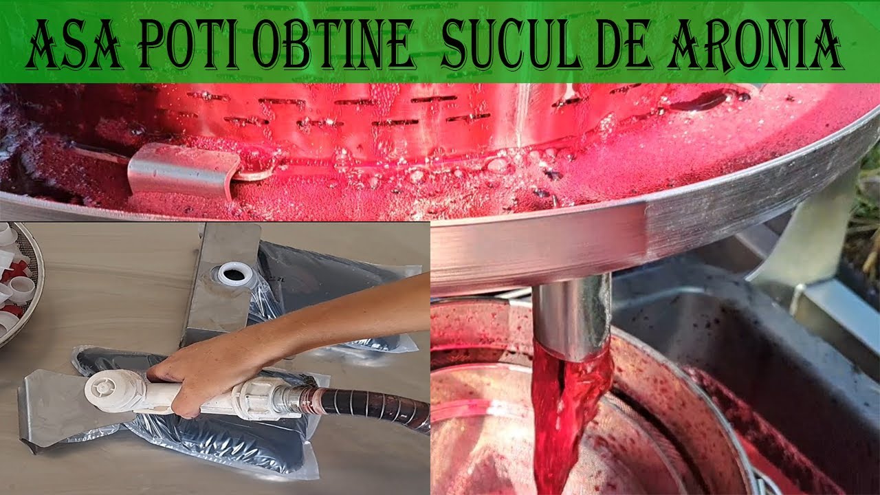 Procesarea fructelor de Aronia la maturitate deplina pentru obtinerea unui suc de calitate