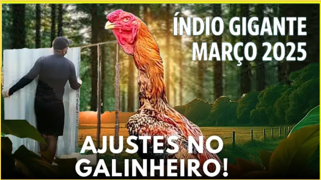 MARÇO 2025 | MOSTRANDO MINHA CRIAÇÃO DE ÍNDIO GIGANTE  #indiogigante #galoindiogigante #aves #galo