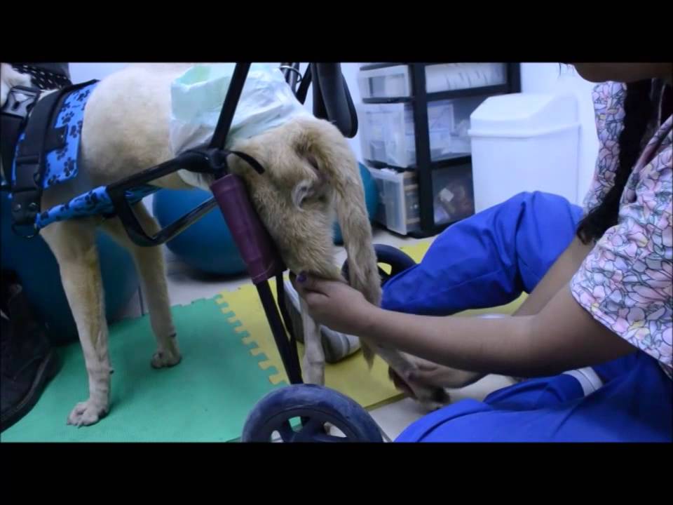 terapia basica para perros discapacitados car-can