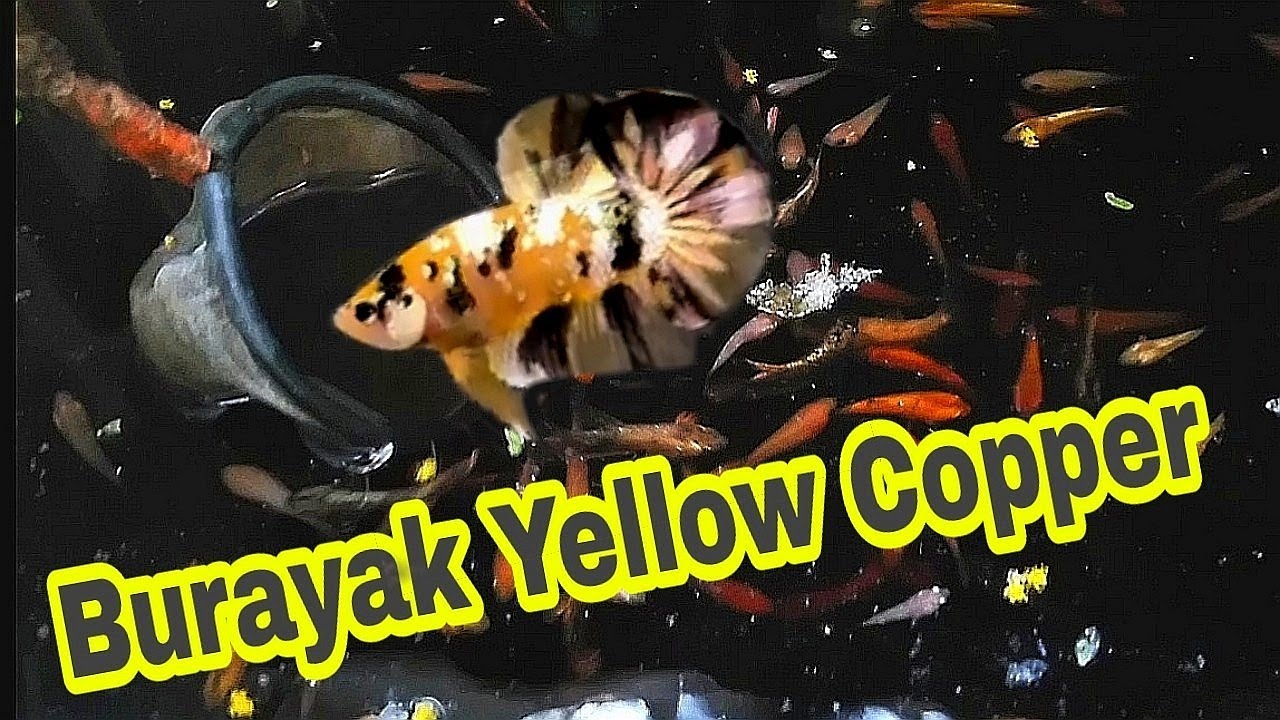 Burayak Yellow Copper - Kuning Copper
