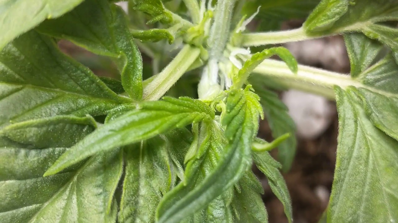 Mephisto Mutant