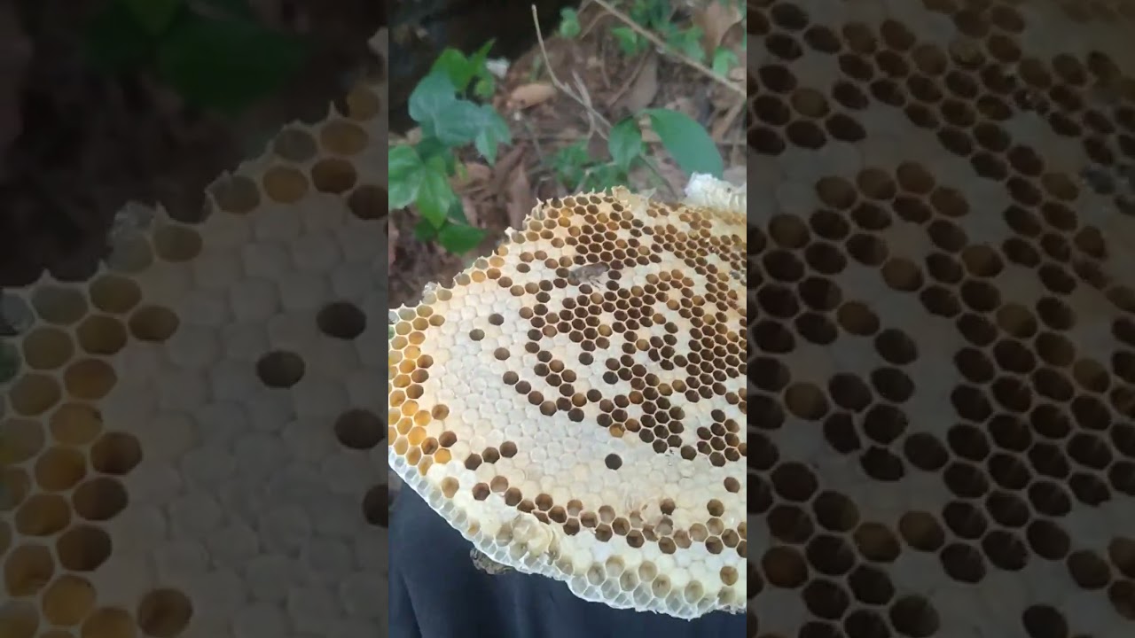 Lubang batunya besar,madunya mudah di panen. 