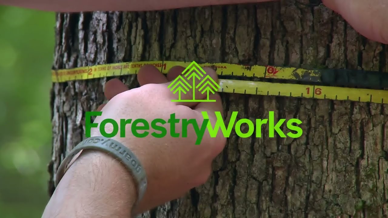 Tree Measurements