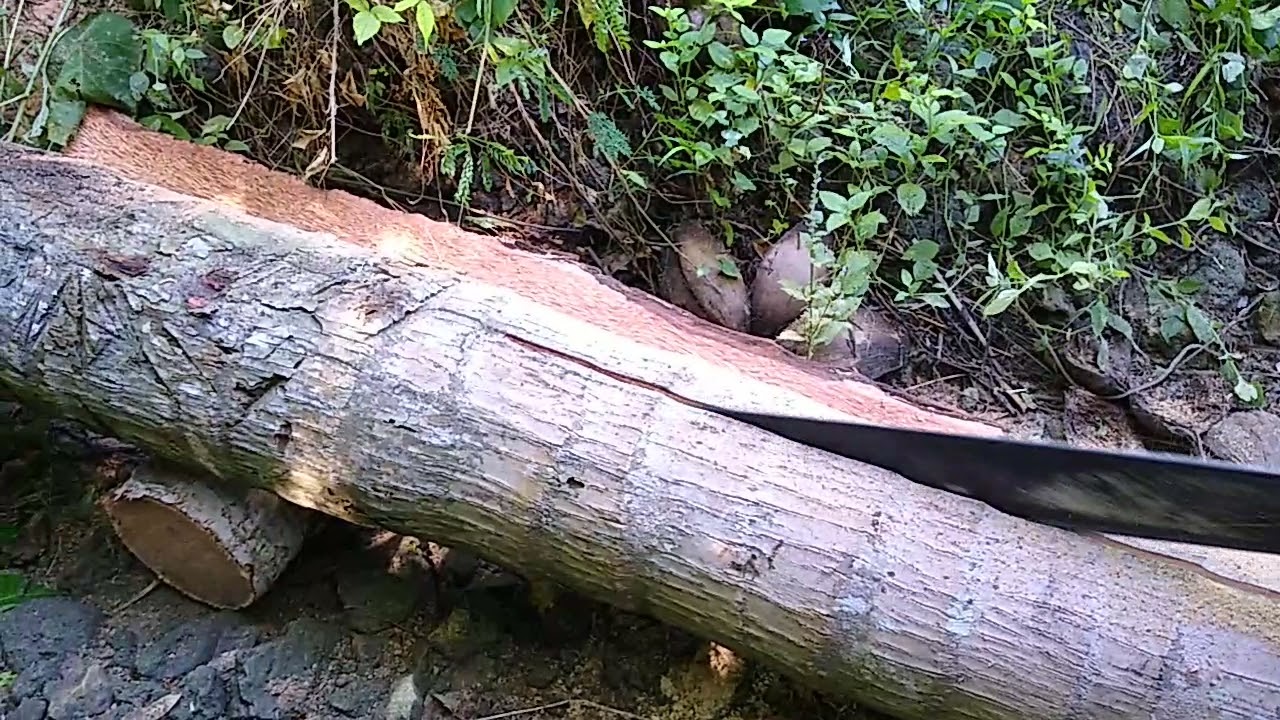 HOW TO MAKE FASTEST and STRAIGHT COCONUT LUMBER USING STILTH  ms070 @Frednelvlog