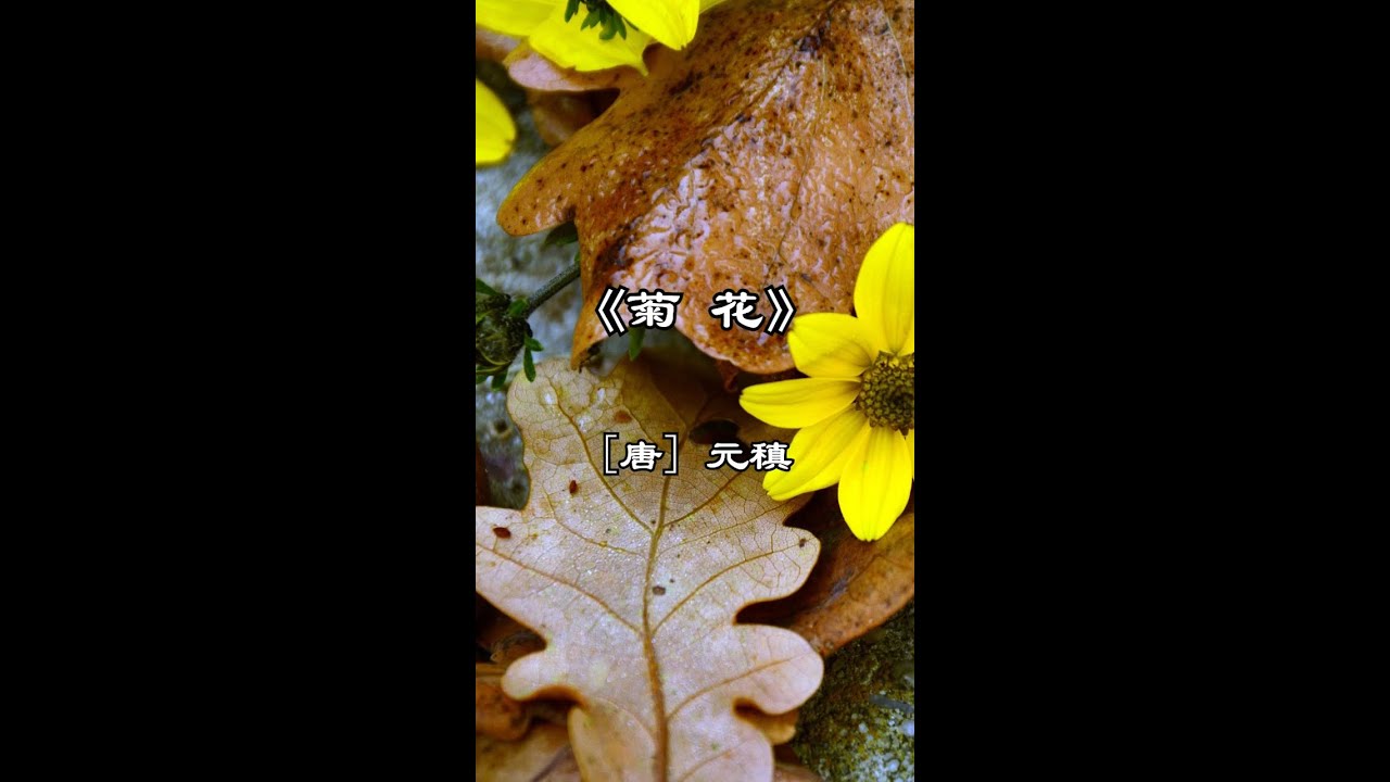 中文古典诗词：菊花 (讲解版）〔唐〕元稹
