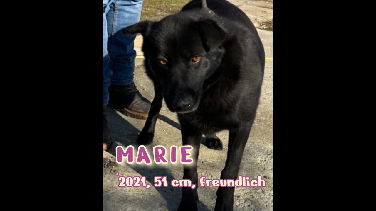 MARIE - schwarz und (deshalb) chancenlos? #pflegestellegesucht #zuhausegesucht