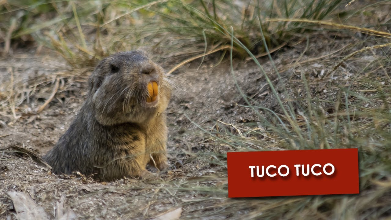 🟢 El Misterioso Roedor de las Profundidades - TUCO TUCO - Faunadex #12 🟢