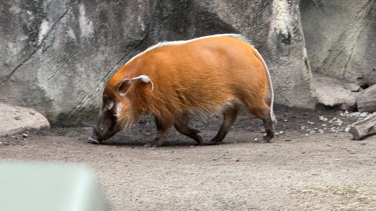 Red River Hogs look like big potatoes #shorts Dr. Thinky TV 2025