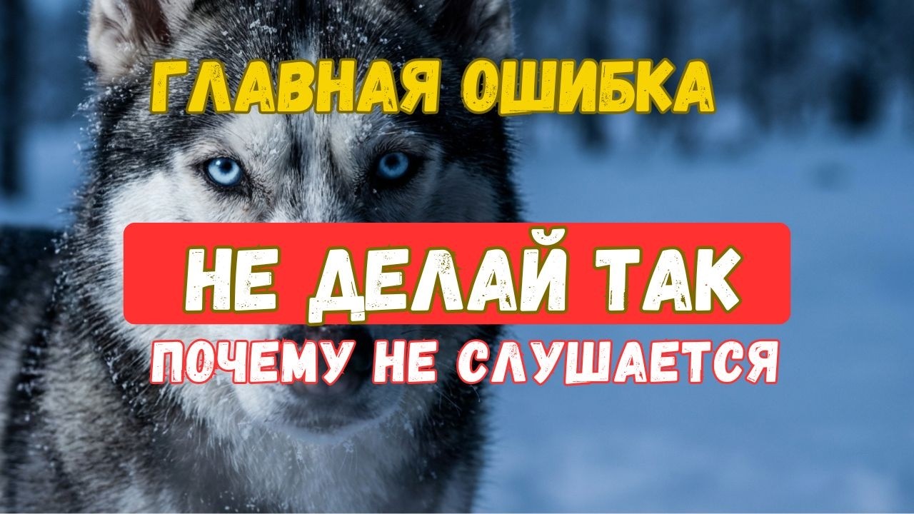Ошибка, которую совершают 80% владельцев хаски — и она разрушает доверие