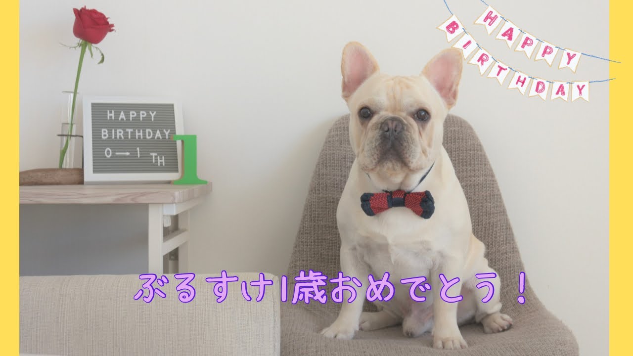 ぶるすけ1歳おめでとう！