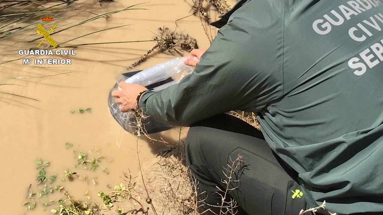 El Seprona libera en el Guadalquivir 20 kilos de angulas
