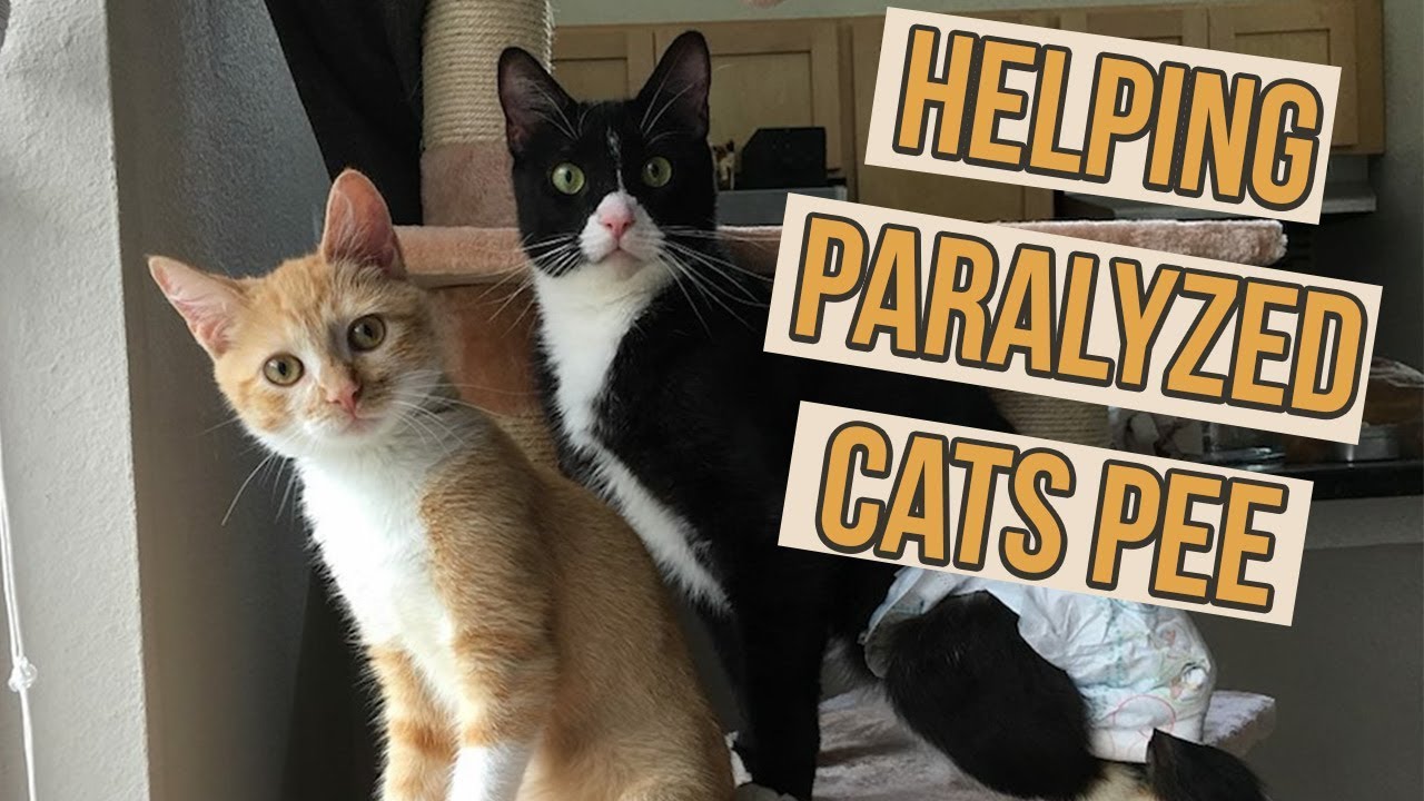 How to Help Paralyzed Kittens Pee